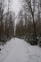 Russian winter. Forest in the Kaluga region