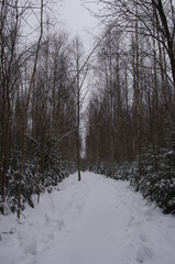 Russian winter. Forest in the Kaluga region