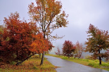 Naklejka premium Formosan Sweet Gum、Fragrant Maple、Beautiful Sweetgum(Liquidambar formosana Hance)