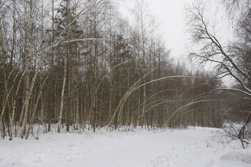 Russian winter. Forest in the Kaluga region