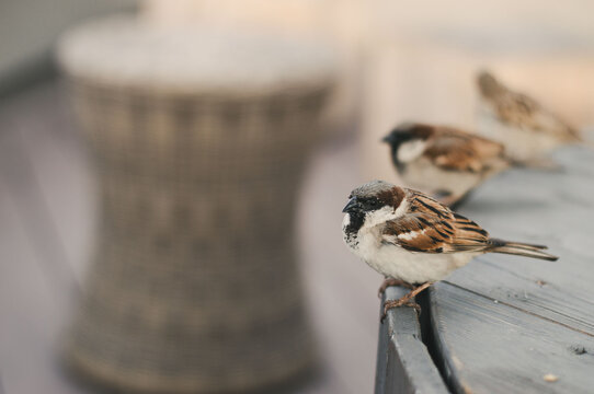 Brown and white bird closeup