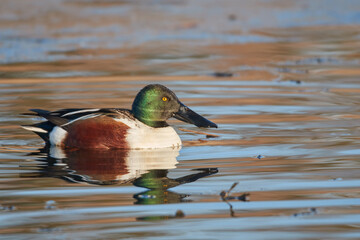 Male shoveler swims in the lake