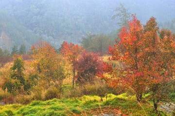 Fototapeta premium Formosan Sweet Gum、Fragrant Maple、Beautiful Sweetgum(Liquidambar formosana Hance)