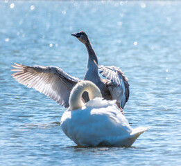 A young brown coloured white swan flaps its wings on the water.