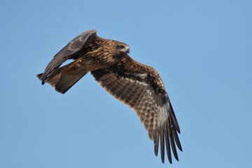 A medium sized bird Male and female have the same characteristics. The body is dark brown and yellow both above and below. Dark brown wings The tail is shallow, the mouth is short, sharp and black.