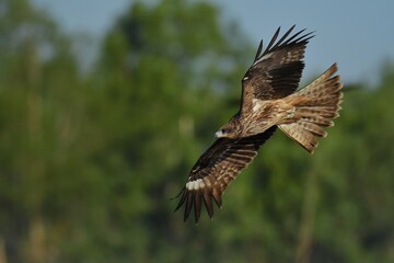 A medium sized bird Male and female have the same characteristics. The body is dark brown and yellow both above and below. Dark brown wings The tail is shallow, the mouth is short, sharp and black.