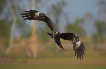A medium sized bird Male and female have the same characteristics. The body is dark brown and yellow both above and below. Dark brown wings The tail is shallow, the mouth is short, sharp and black.