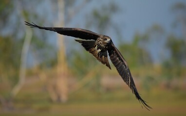 A medium sized bird Male and female have the same characteristics. The body is dark brown and yellow both above and below. Dark brown wings The tail is shallow, the mouth is short, sharp and black.