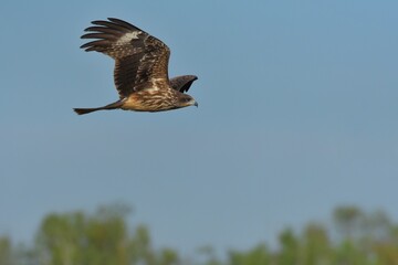 A medium sized bird Male and female have the same characteristics. The body is dark brown and yellow both above and below. Dark brown wings The tail is shallow, the mouth is short, sharp and black.