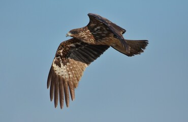 A medium sized bird Male and female have the same characteristics. The body is dark brown and yellow both above and below. Dark brown wings The tail is shallow, the mouth is short, sharp and black.