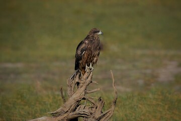 A medium sized bird Male and female have the same characteristics. The body is dark brown and...