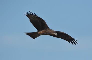 A medium sized bird Male and female have the same characteristics. The body is dark brown and yellow both above and below. Dark brown wings The tail is shallow, the mouth is short, sharp and black.