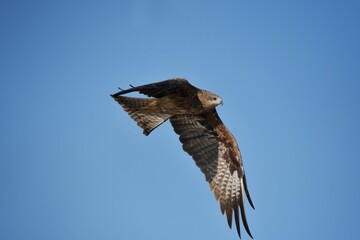 A medium sized bird Male and female have the same characteristics. The body is dark brown and yellow both above and below. Dark brown wings The tail is shallow, the mouth is short, sharp and black.