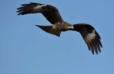 A medium sized bird Male and female have the same characteristics. The body is dark brown and yellow both above and below. Dark brown wings The tail is shallow, the mouth is short, sharp and black.