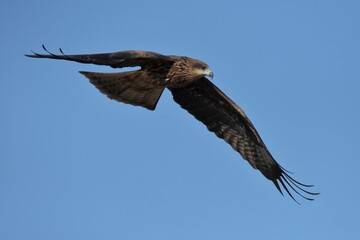 Fototapeta premium A medium sized bird Male and female have the same characteristics. The body is dark brown and yellow both above and below. Dark brown wings The tail is shallow, the mouth is short, sharp and black.