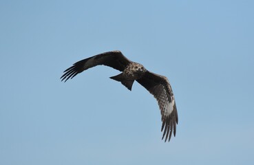 A medium sized bird Male and female have the same characteristics. The body is dark brown and yellow both above and below. Dark brown wings The tail is shallow, the mouth is short, sharp and black.