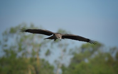 A medium sized bird Male and female have the same characteristics. The body is dark brown and yellow both above and below. Dark brown wings The tail is shallow, the mouth is short, sharp and black.