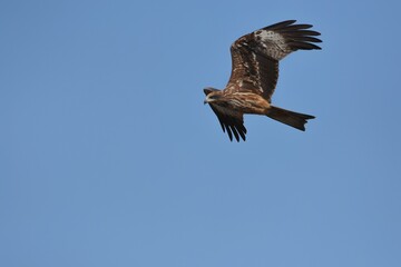 A medium sized bird Male and female have the same characteristics. The body is dark brown and yellow both above and below. Dark brown wings The tail is shallow, the mouth is short, sharp and black.
