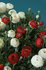 ranunculus bouquet close-up .Spring flowers. Buttercups flower. White and red ranunculus flower bouquet on bright blue background. International Women's Day, Mother's Day.