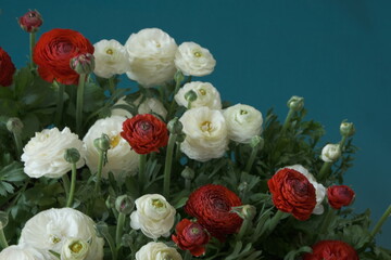 ranunculus bouquet close-up background.Spring flowers. Buttercups flower. White and red ranunculus flower bouquet on  blue background. International Women's Day, Mother's Day.