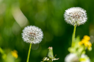 Obraz premium Dandelion flower in green grass.