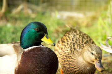 Portrait Close-up face call duck or mini mallard male a pet in the garden by simulates a natural...