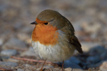 Close up of a robin in the wild
