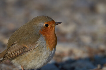 Close up of a robin in the wild