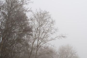 leafless trees in foggy landscape in winter