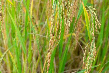 Green rice plant on natural background