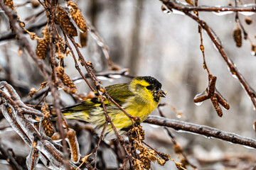 Birds looking for food after snow 