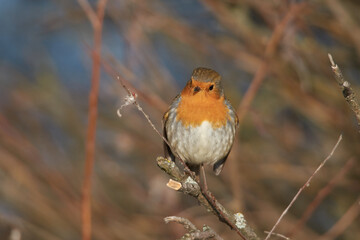 Close up of a robin in the wild