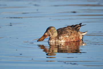 Female shoveler swims in the lake