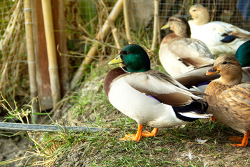 Group call duck or mini mallard a pet in the garden by simulates a natural environment.