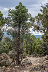 Sacramento Pass Recreation Area is a trailhead that opens up to hundreds of miles of single track mountains biking trails through the Pinyon-juniper trees outside Great Basin National Park, Nevada.