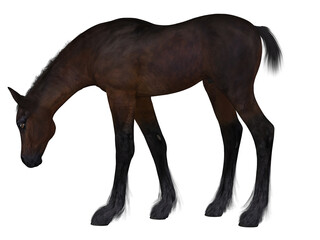 Fototapeta na wymiar 3d render of a young foal