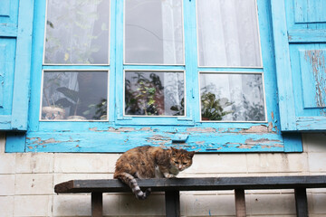 A ginger spotted cat sits on a rustic blue window. Life in the village of the Russian hinterland