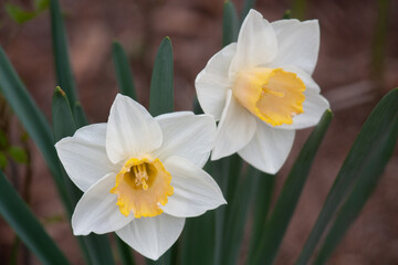 Big Cup Daffodil 