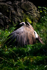 Necrosyrtes monachus - Capuchin vulture behind the ground in the grass.