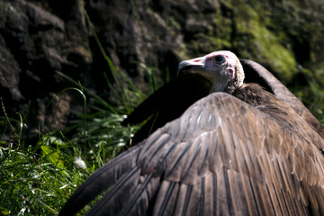 Necrosyrtes monachus - Capuchin vulture behind the ground in the grass.