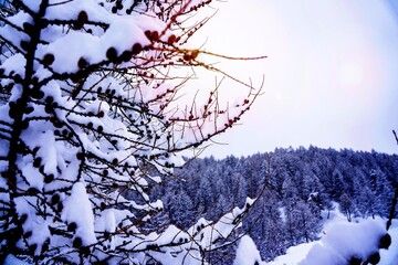 Winter background with small pine cones covered with thick layer of snow. Sunset on the french Alps. Closeup macro shot, background blur with copy space 