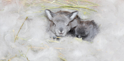 newborn rabbits in fluff nest