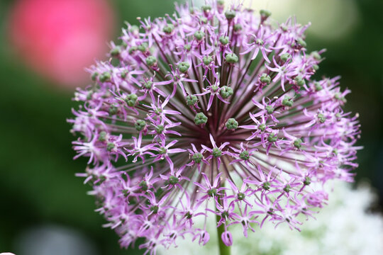  Purple Allium Flower 