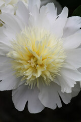 Brides Dream Peony 