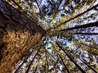 tree in the forest