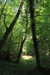 Naklejka premium Caspian Hyrcanian mixed forests