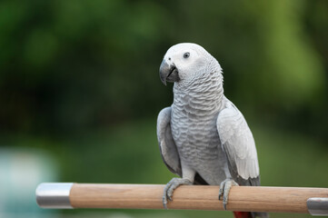 African Gray Bird On Natural Backdrop