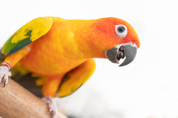 Sun conure parrot in white background