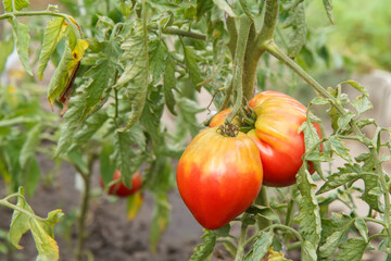 Obraz premium Ripe tomatoes growing on bushes in the garden.
