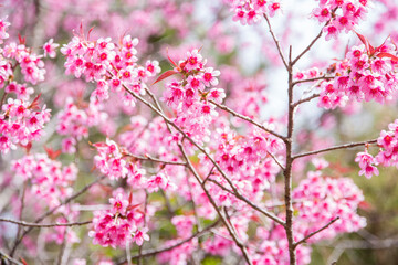 pink and white flowers